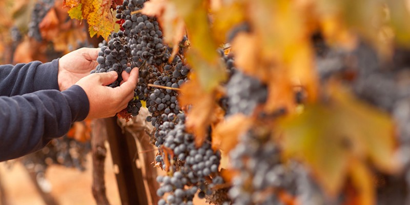 Farmer Inspecting His Ripe Wine Grapes Ready For Harvest.