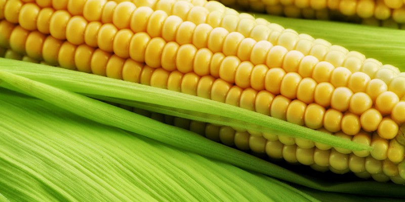 bigstock_Corn_on_the_cob_between_green__13138106